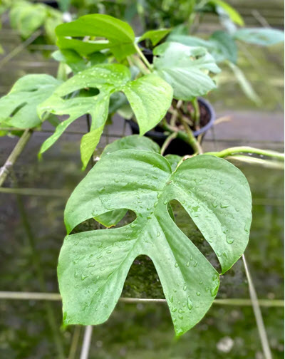 Minima "Little Monstera" Philodendron